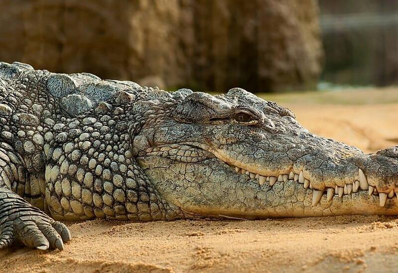 Азербайджанский охотник добыл 400-килограммового нильского крокодила