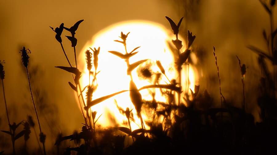 Стало известно, когда повторится сближение Венеры и Марса с Солнцем