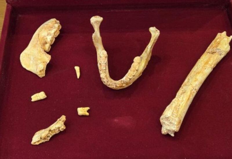 Найдены останки вероятного общего предка Homo sapiens и неандертальцев