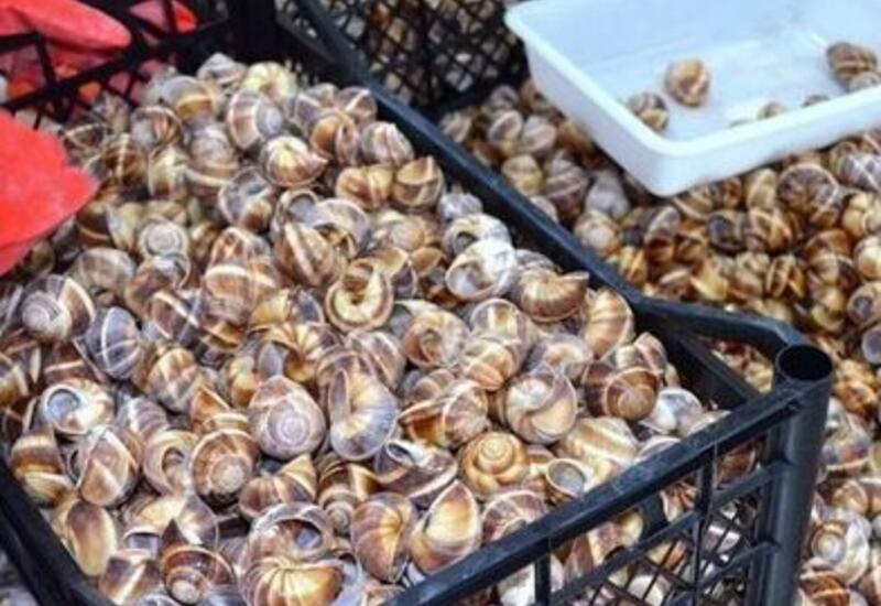 Азербайджан начнет экспортировать улиток в Европу