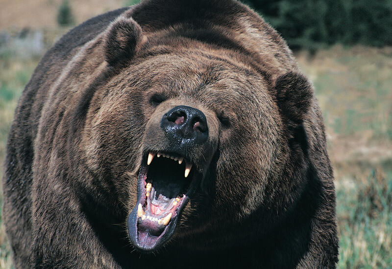 В США медведь прожил в подвале жилого дома 37 дней