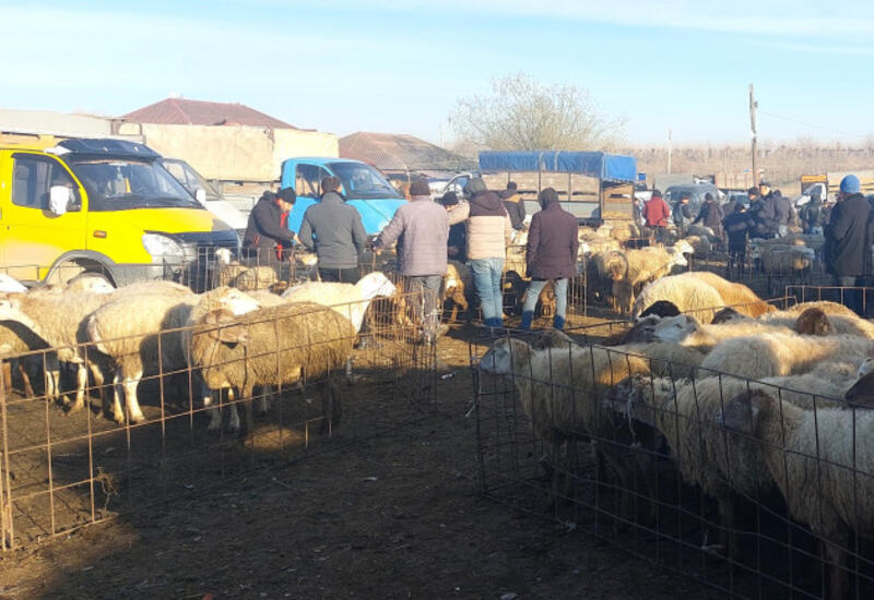 Bu rayonlarda heyvan satışı bazarları açıldı