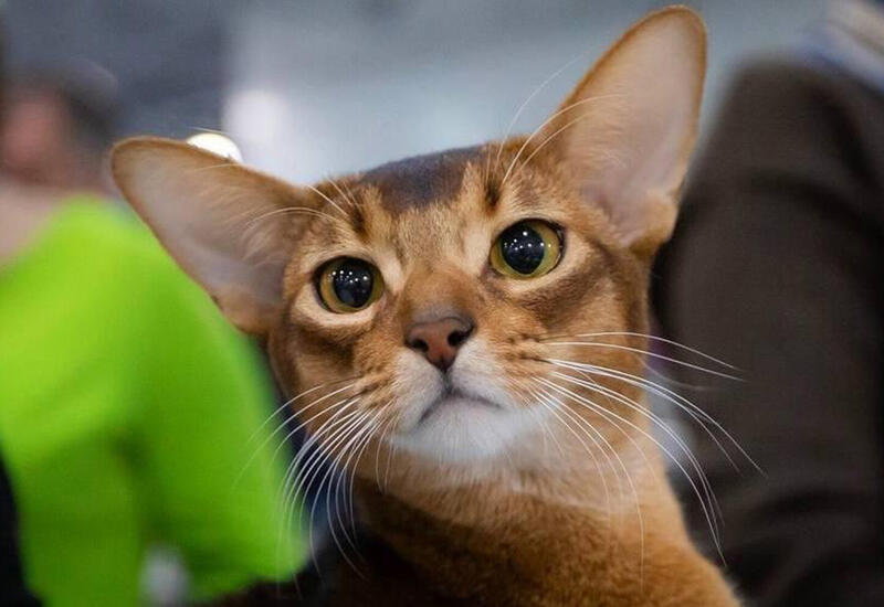 Кота из России признали самым красивым в мире