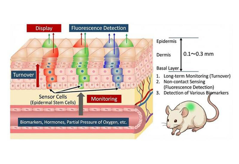 В Японии создали кожный трансплантат, который светится при воспалении