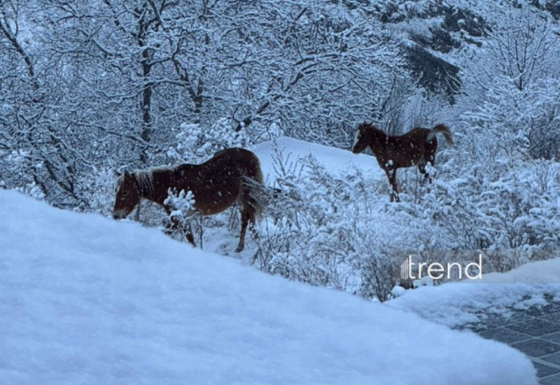 Снег в Кяльбаджаре