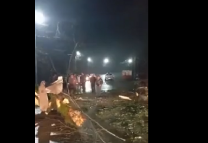 Lənkəran-Lerik avtomobil yolunda ağac aşdı, hərəkətə məhdudiyyət yaradıldı