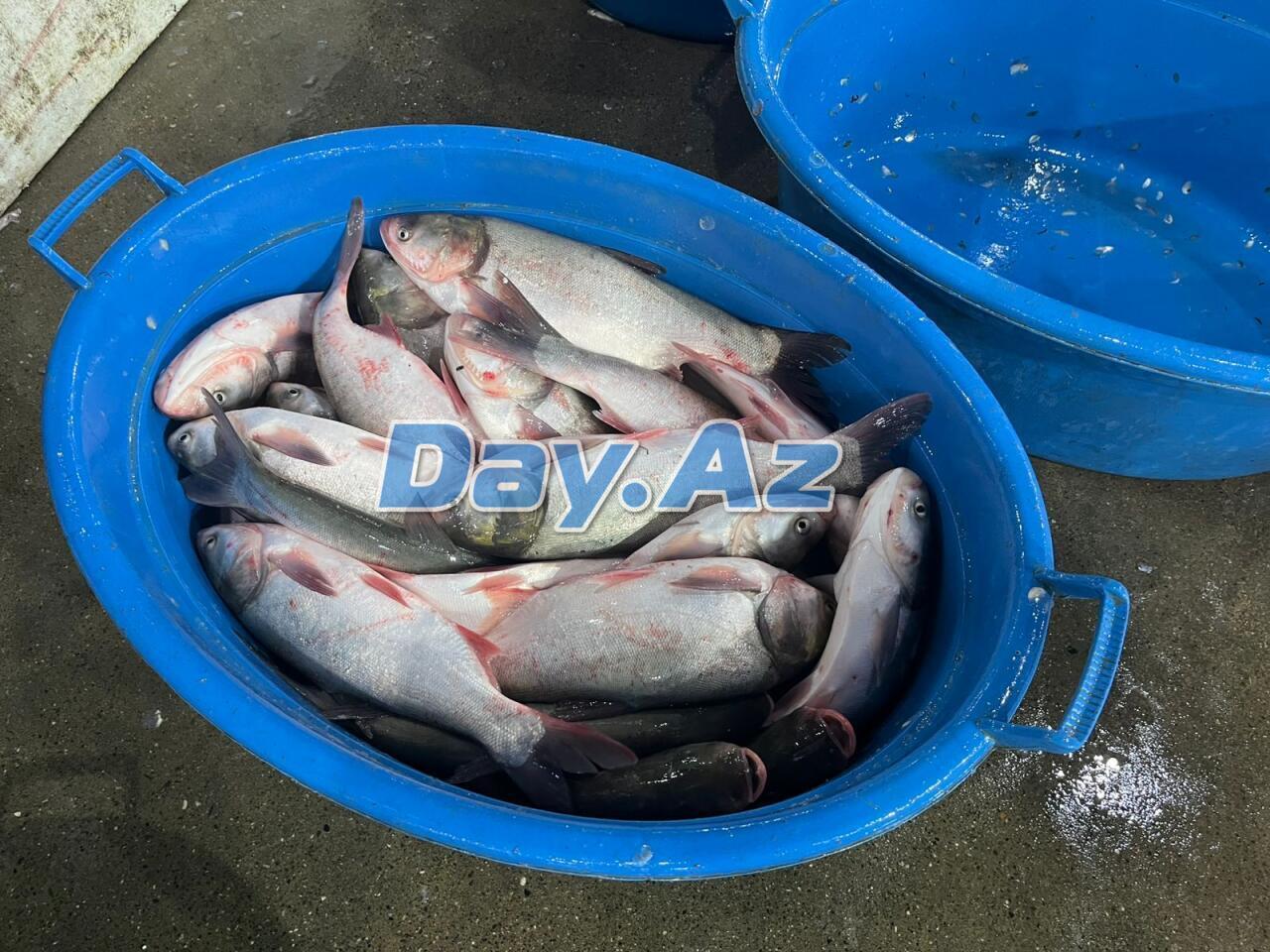 Farel bahalaşıb, digər növlər necədir?