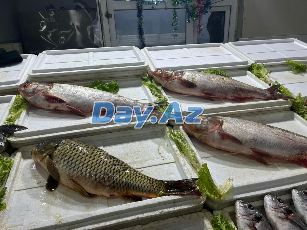 Farel bahalaşıb, digər növlər necədir?