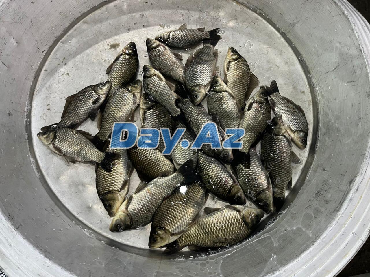 Farel bahalaşıb, digər növlər necədir?