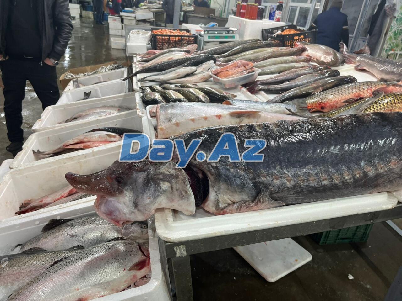 Farel bahalaşıb, digər növlər necədir?