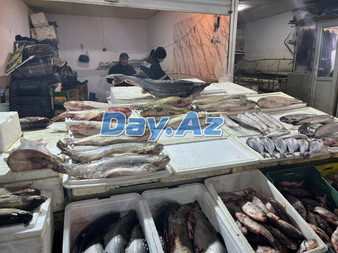 Farel bahalaşıb, digər növlər necədir?