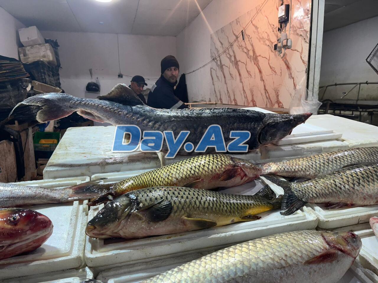 Farel bahalaşıb, digər növlər necədir?