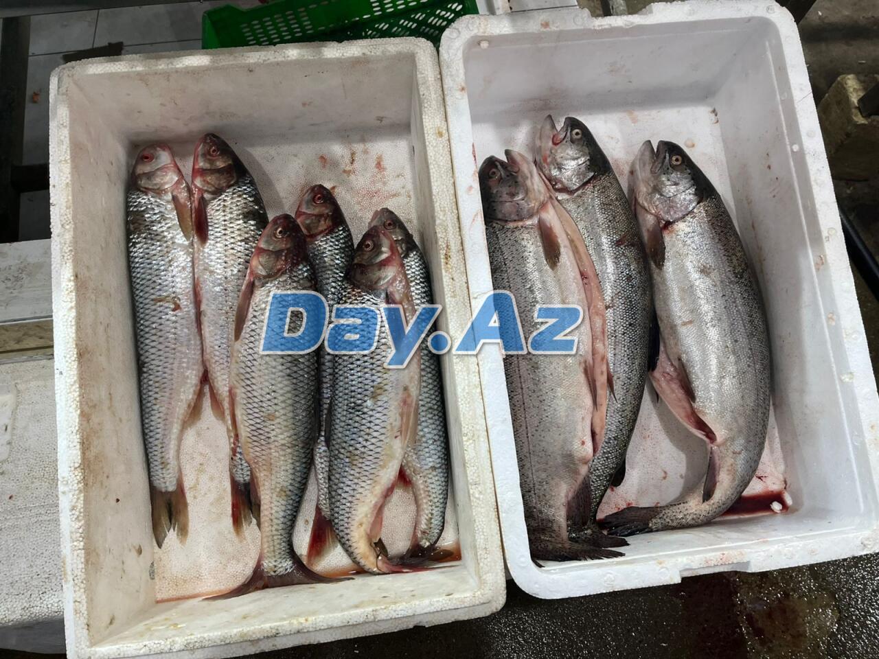 Farel bahalaşıb, digər növlər necədir?