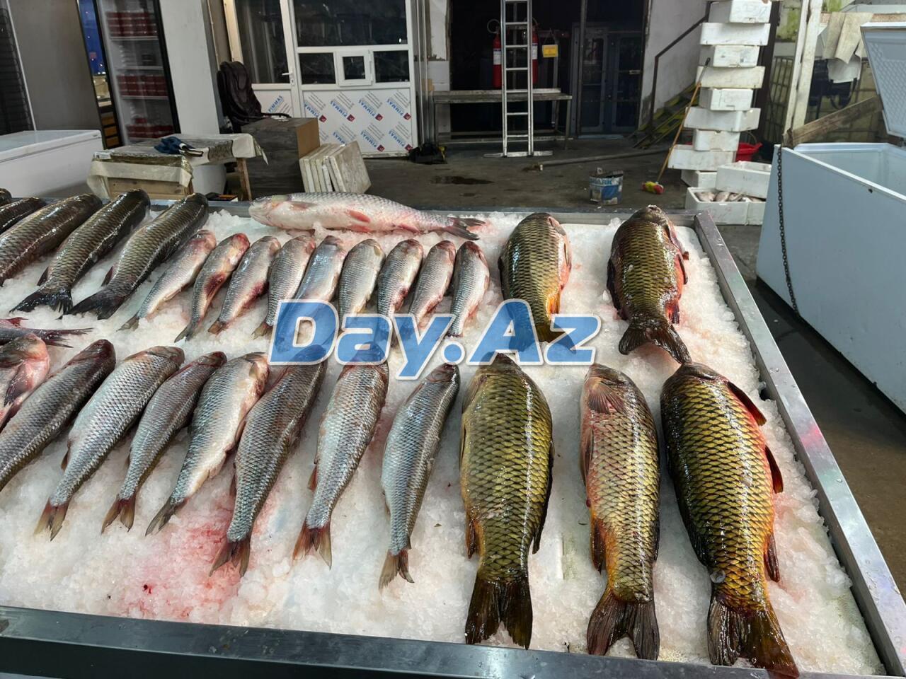 Farel bahalaşıb, digər növlər necədir?