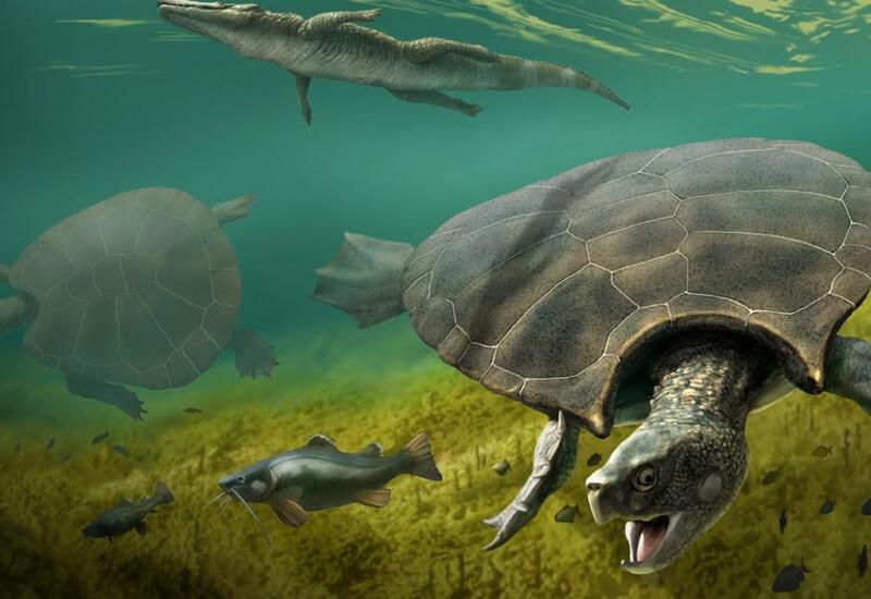 Что известно о самой большой пресноводной черепахе в истории?