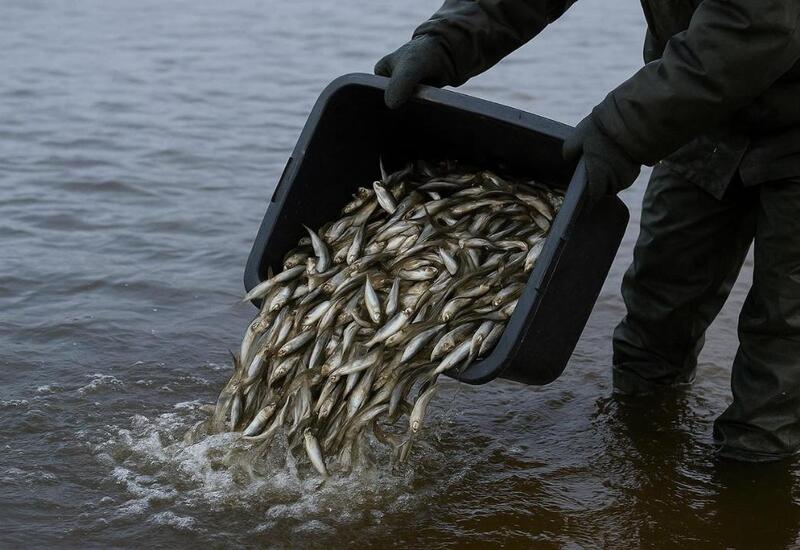 2026-cı ildə balıq və digər su bioresurslarının ovu üçün kvota bölgüsü təsdiqləndi