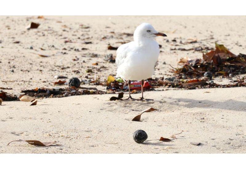 В Австралии потратят миллиарды на борьбу с загадочными шарами