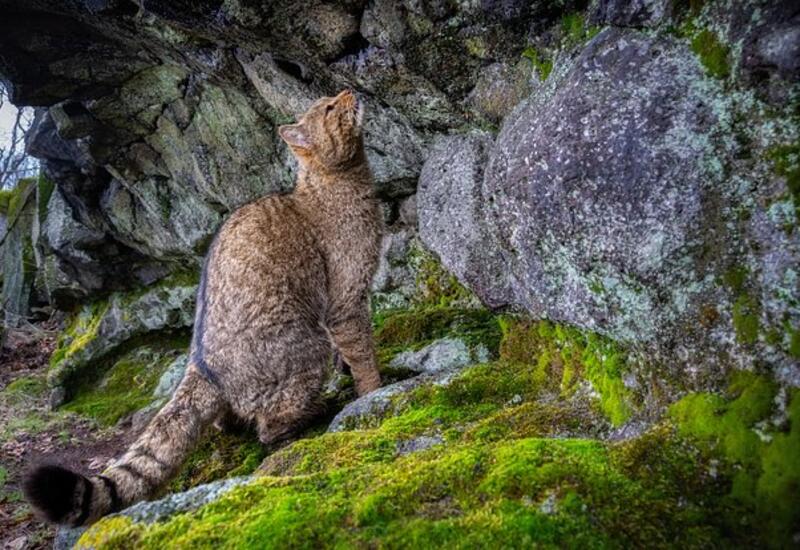 Хищный зверь захватил европейские леса