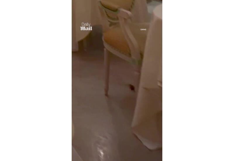 Грызун напугал гостей элитного отеля Великобритании