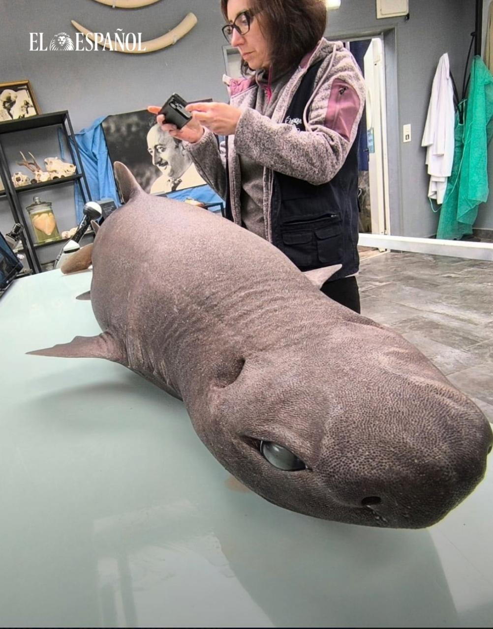 В Испании нашли редкую "тюленью" акулу