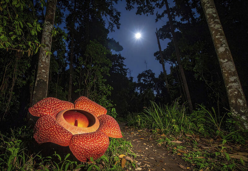 Туристка понюхала самый вонючий цветок в мире и поделилась впечатлениями