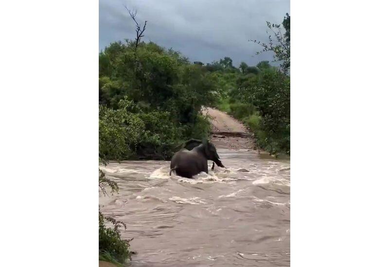 Слониха спасает своего детеныша во время наводнения в ЮАР