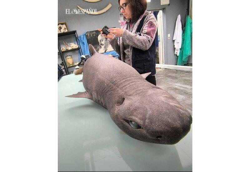 В Испании нашли редкую "тюленью" акулу