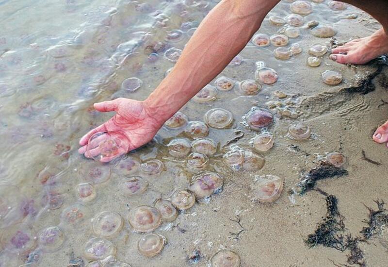 В Таиланде несколько туристов подверглись нападению медуз