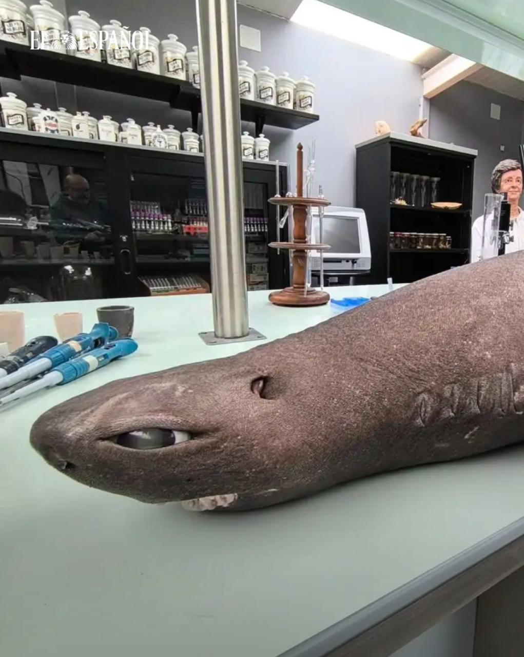 В Испании нашли редкую "тюленью" акулу