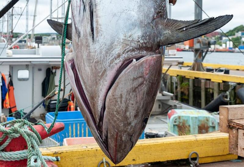 Рыбаки поймали рыбу рекордной величины