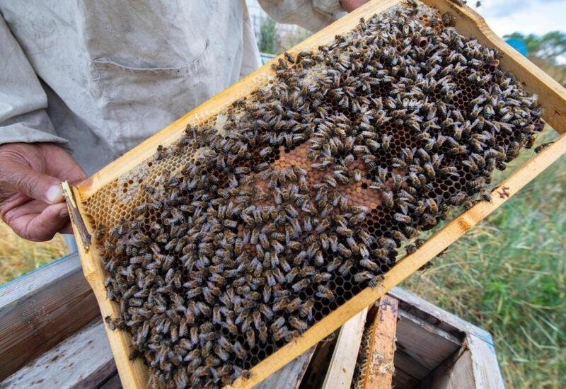 Azərbaycanda arı ailələri niyə məhv olur?