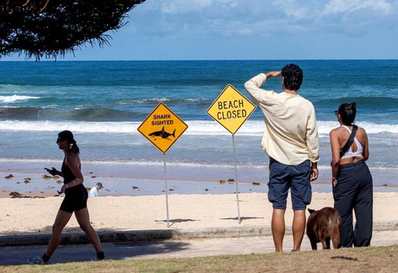 В Австралии закрыли десятки пляжей из-за нападения акул на людей