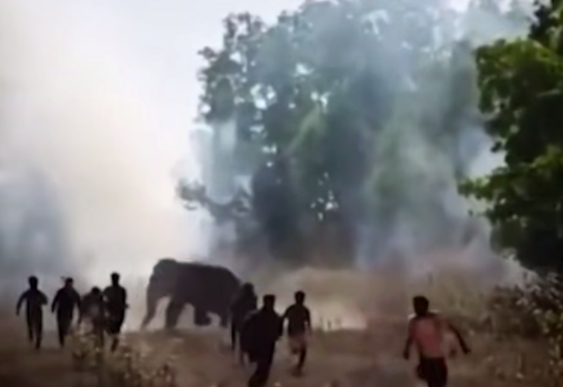 Слон-убийца бушует в Индии