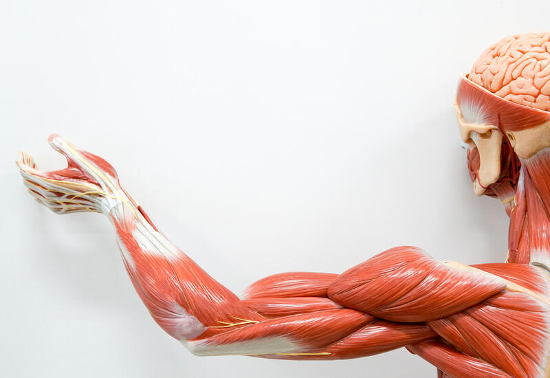 Найден способ восстановления мышц без операций