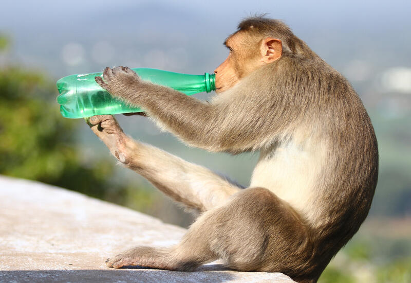 Обезьяна украла у женщины новорожденную дочь и выкинула ее в колодец