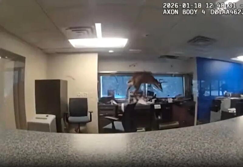 В Нью-Йорке олень попытался ограбить банк