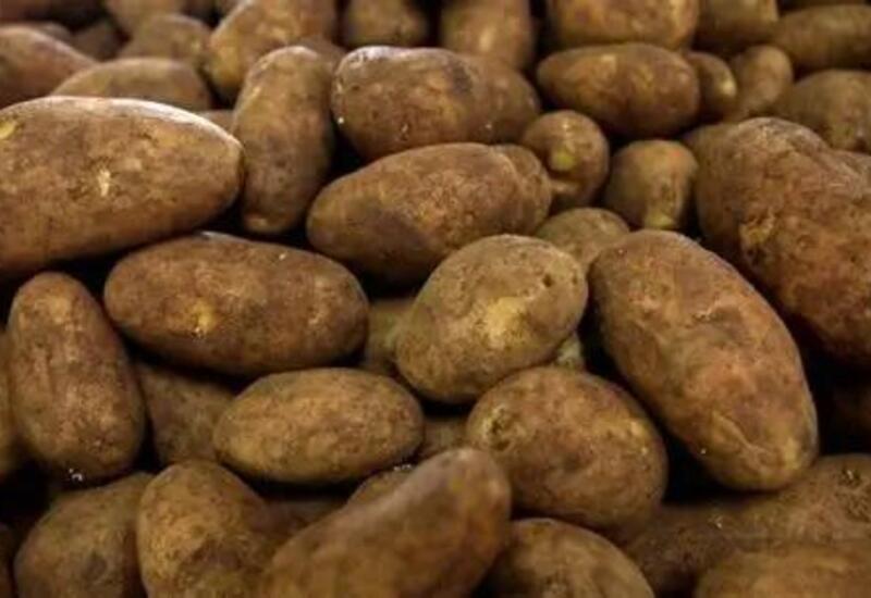 Как отличить несъедобный картофель от обычного?