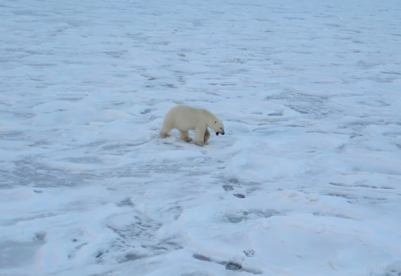 Встреча белого медведя с атомным ледоколом "Сибирь"