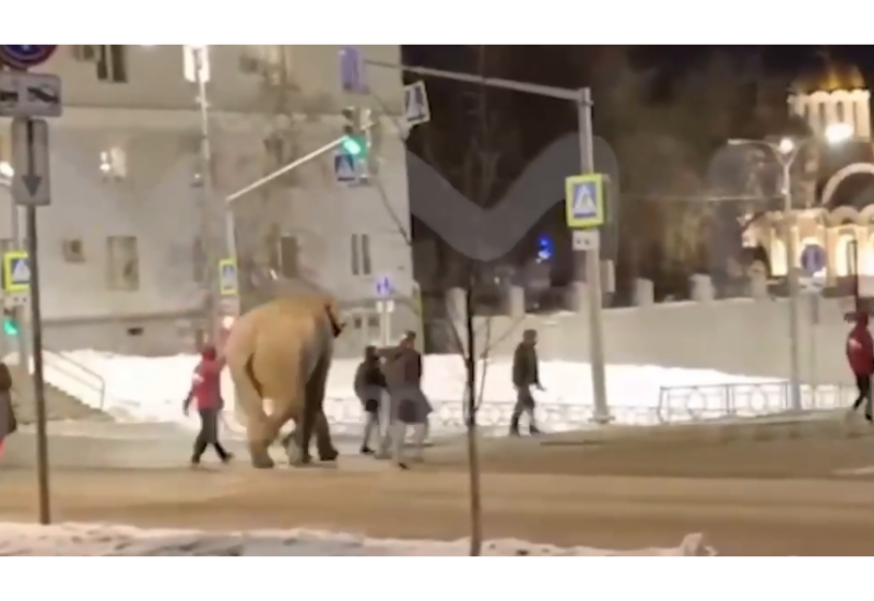 Слон сбежал из цирка в российском городе