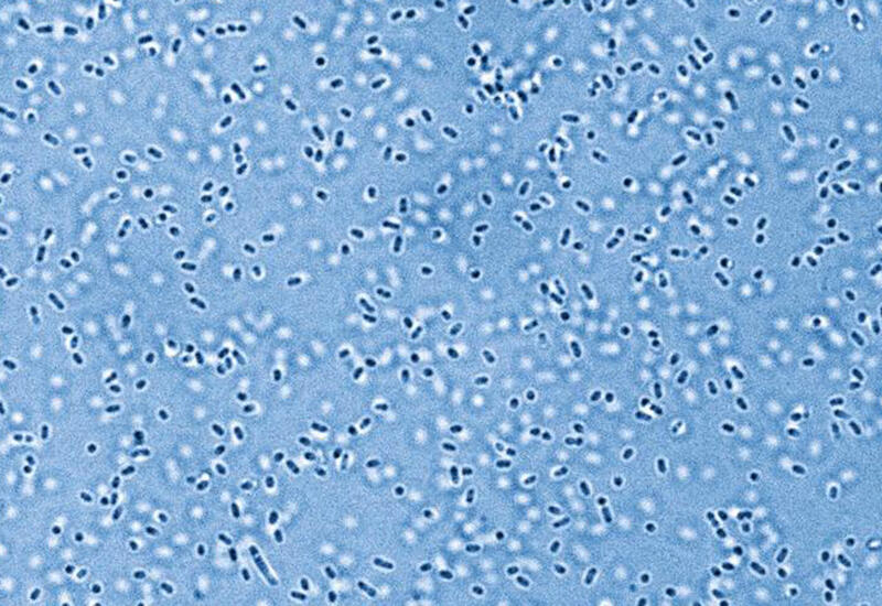 Ученые впервые приблизились к разгадке происхождения жизни