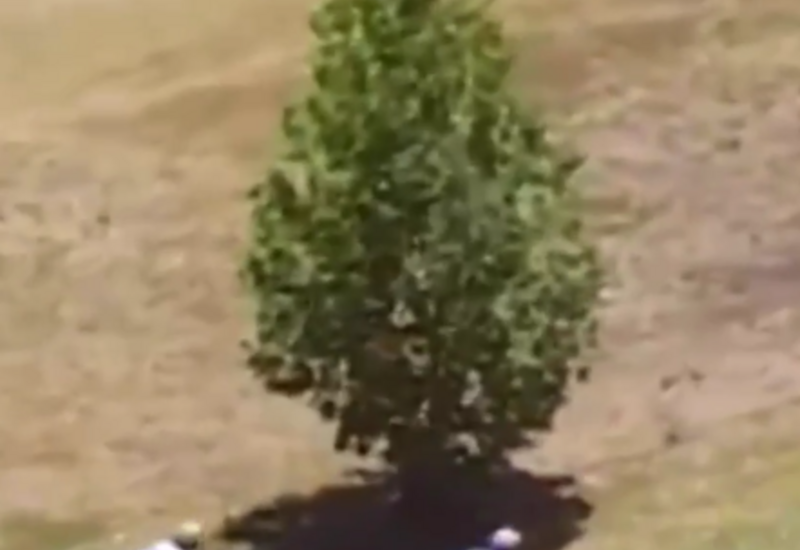 Столкновение велогонщика с кенгуру в Австралии