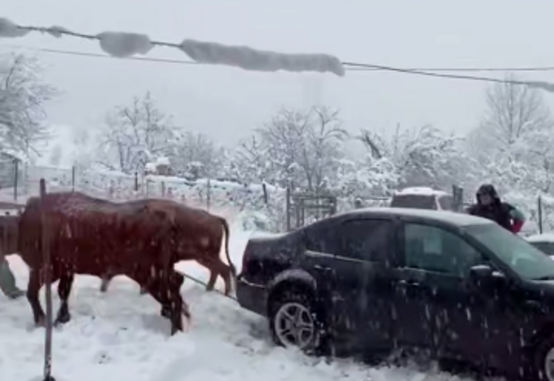 Необычный способ борьбы с последствиями снега в Грузии