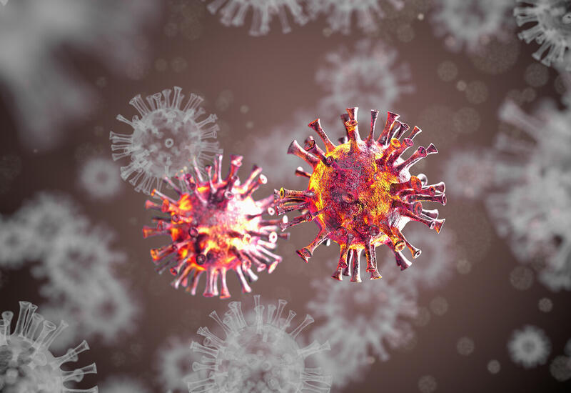 Вирус Нипах нашли у летучих мышей в Таиланде