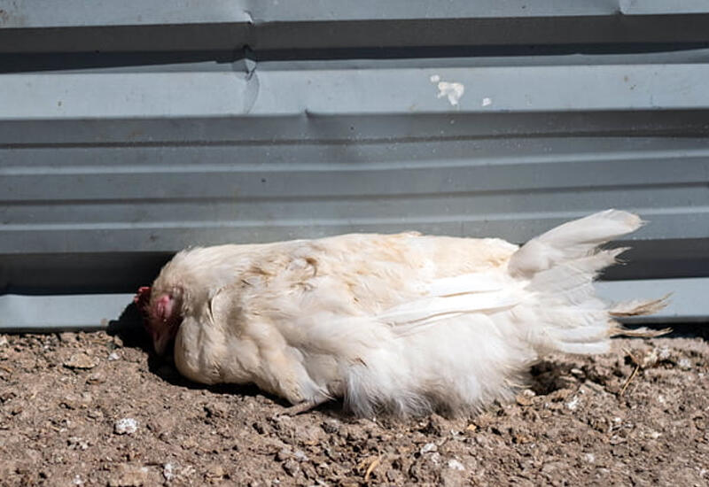 Будут проведены очередные мониторинги по борьбе с птичьим гриппом