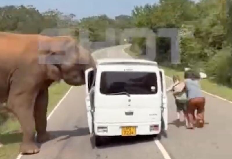 На Шри‑Ланке слон напал на автобус с туристами