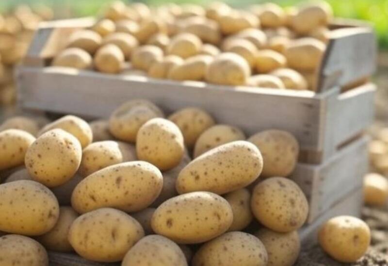 Bazarlarda satılan texniki kartoflar