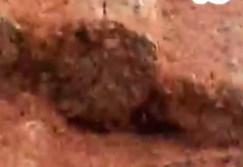 В Австралии начался сезон миграции крабов