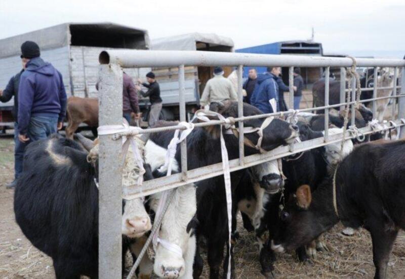 Открылся еще один животноводческий рынок в Азербайджане