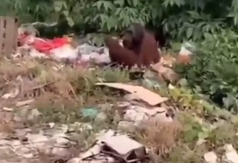 В Индонезии орангутанг был замечен у дорог в поисках еды