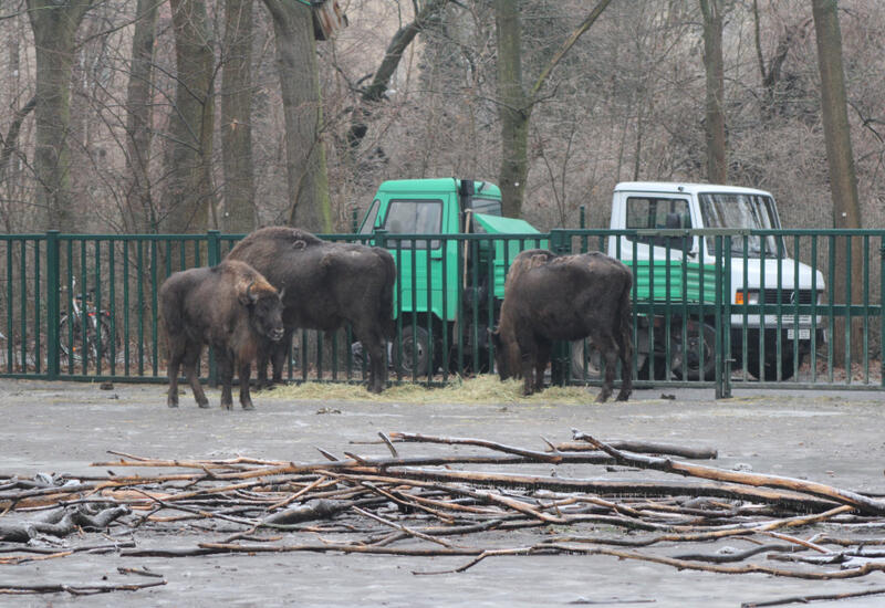 Almaniyadan Azərbaycana 18 zubr yola salınıb